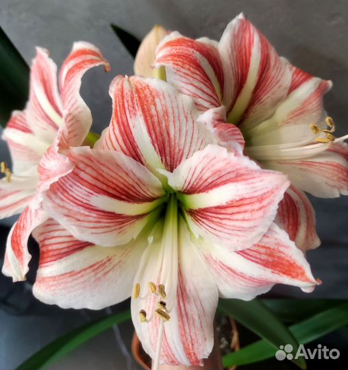 Гиппеаструм Vittatum (детка)