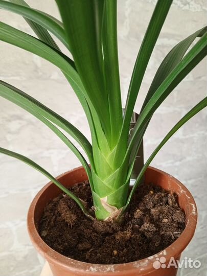 Кливия киноварная