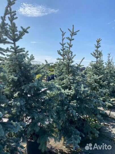 Ель / Сосна / Кедр осенняя зимняя посадка