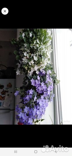 Кампанула жених невеста