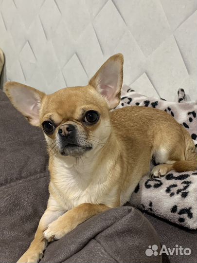 Чихуахуа мальчик