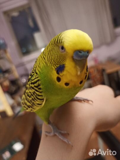 Волнистый попугай