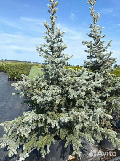 Ель Голубая