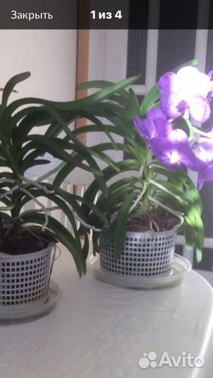 Орхидея ванда