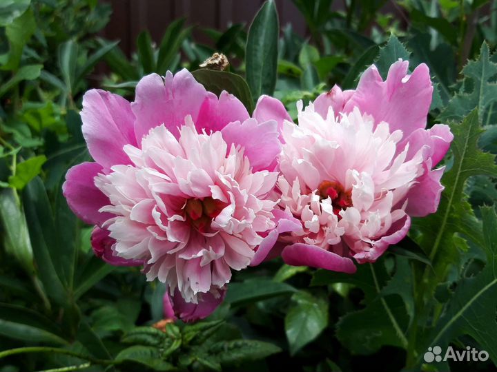 Пионы бронирование на осень (7 сортов)