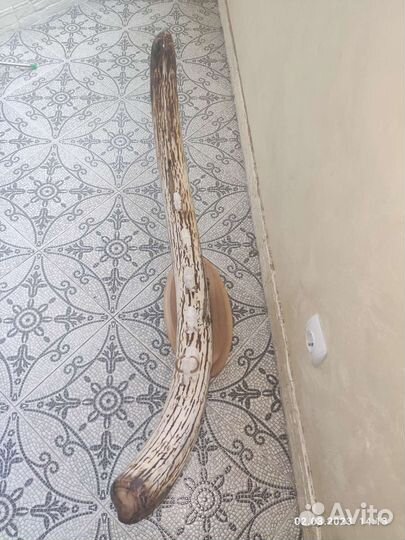 Бивень мамонта