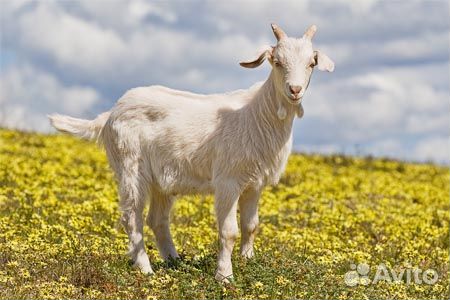 Коза с козленком