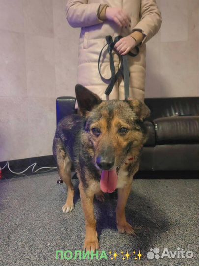 Собака из приюта