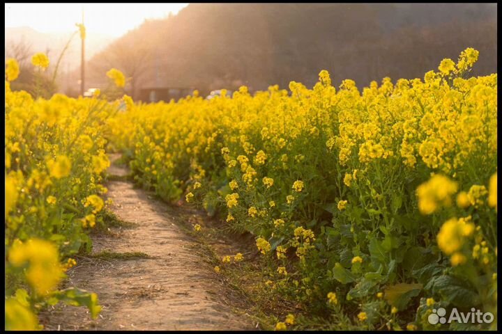 Горчица Желтая, семена от производителя