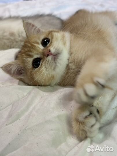 Британская золотая шиншилла котенок ny12 шоу