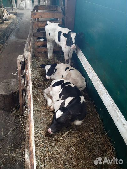 Бычки Телки на откорм