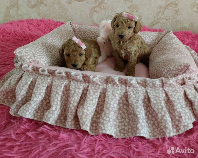 Той - пудель