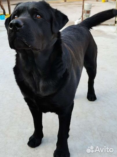 Лабрадор для вязки