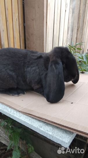 Французский баран на племя