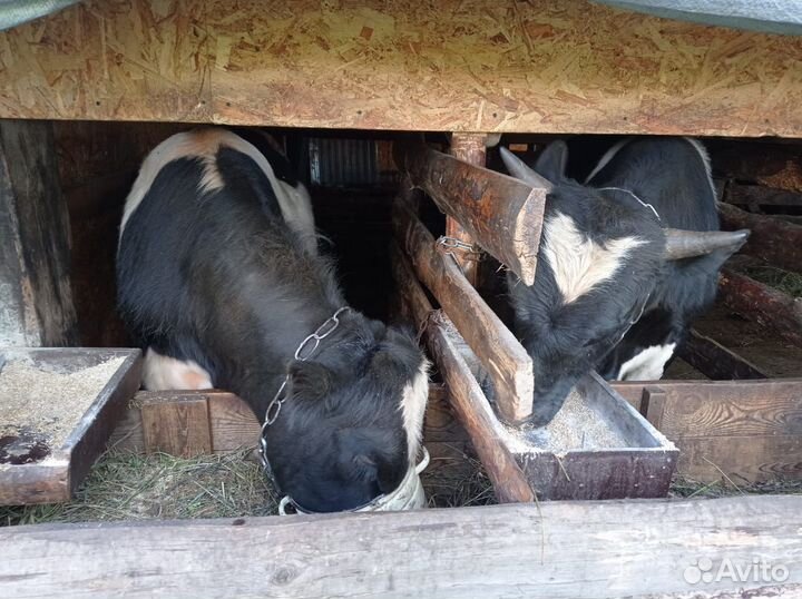 Продам быков 1 год 4 месяца