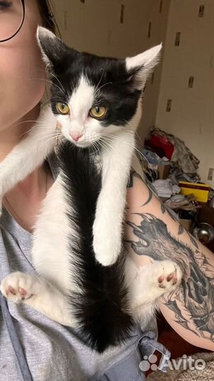 Котенок в добрые руки