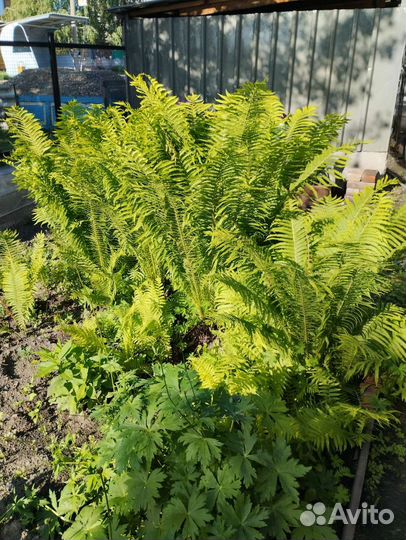 Папоротник садовый