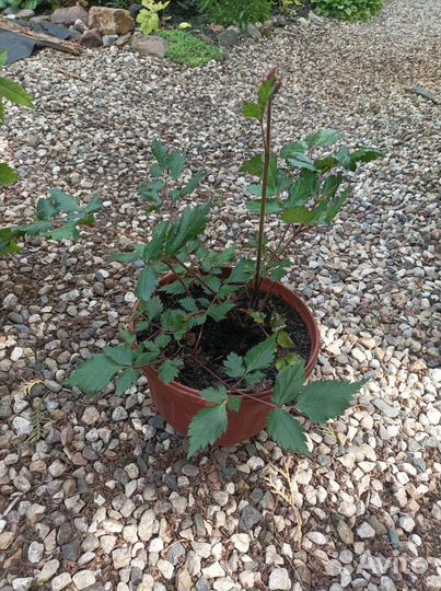 Астильба черная жемчужина (фиолетовая)