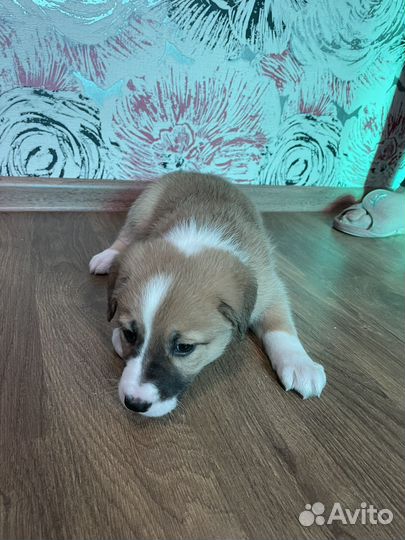 Щенок в добрые руки