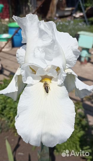 Ирис бородатый