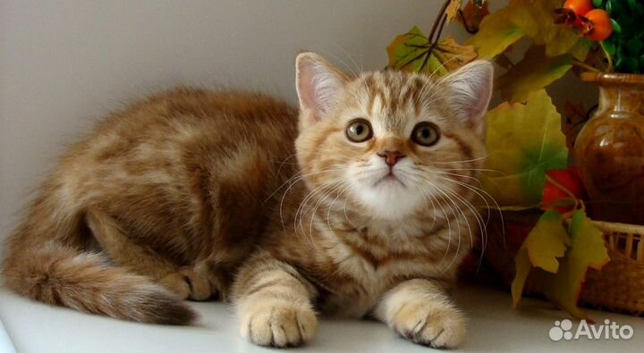 Маленькая леди