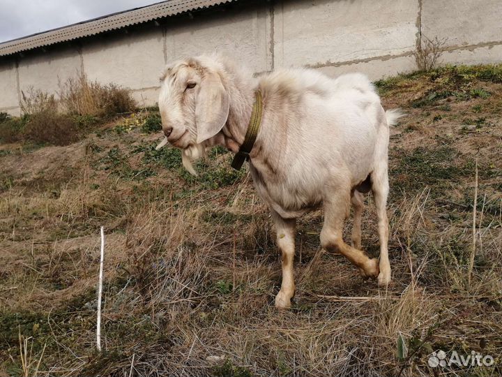 Нубийский козел