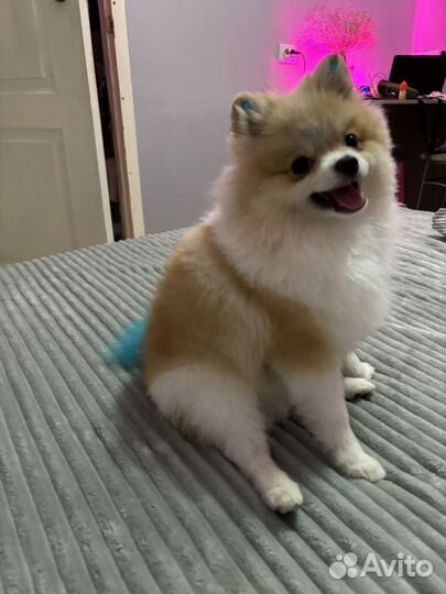 Померанский щпиц ищет девочку для вязки