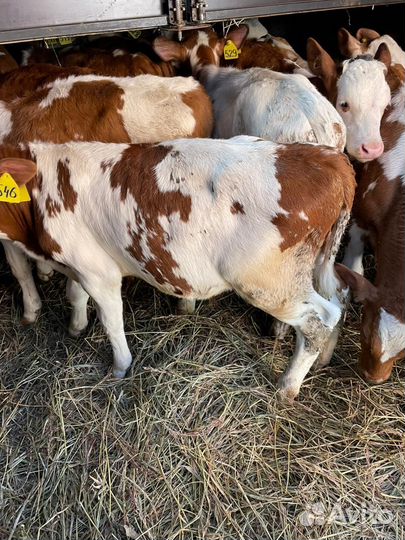 Ч Телята бычки и тёлки