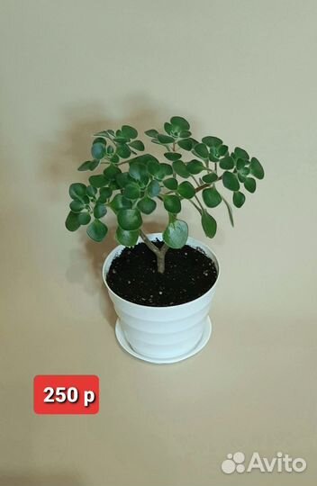 Аихризон дерево любви