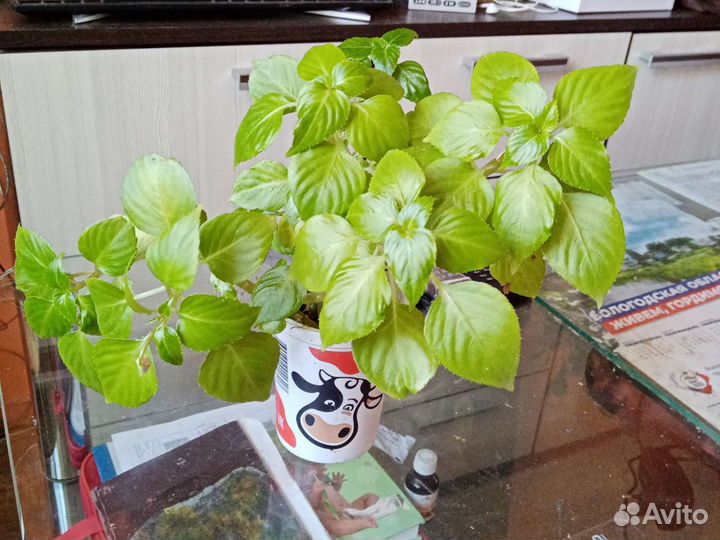 Бальзамин розовый - Ванька-мокрый