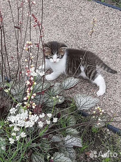 Котенок мальчик