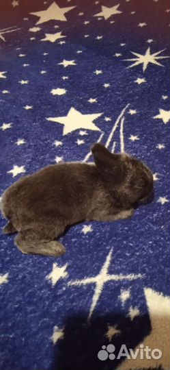 Декоративные кролики