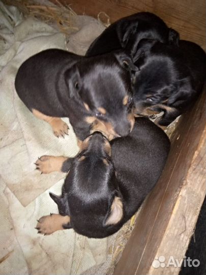 Компаньон в охоте