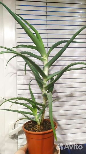 Алоэ лечебный