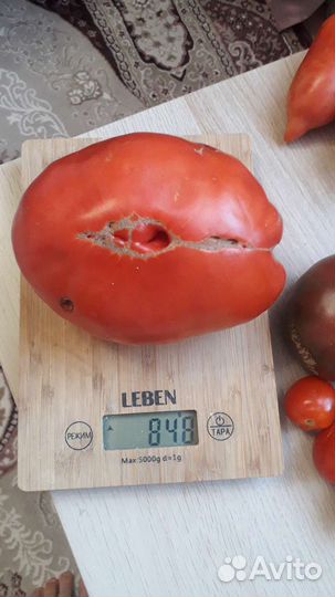 Семена коллекционных сортов томатов