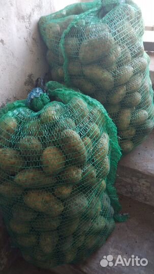 Продам картофель