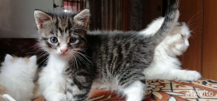 Котенок(девочка)