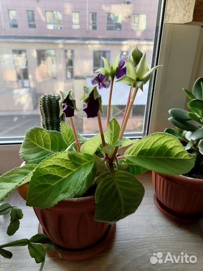 Глоксиния тидея