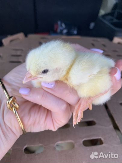 Цыплята бройлеры суточные