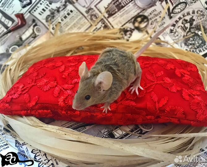 Декоративные Мышата
