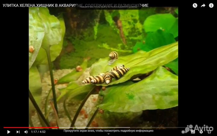 Улитки аквариумные хелена