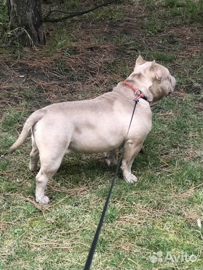 Американский булли. Вязка