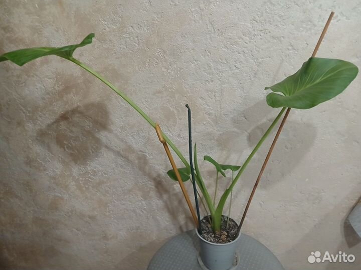 Комнатные растения цветы