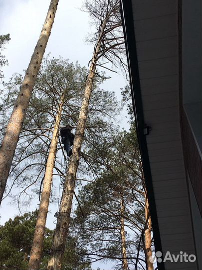 Спил деревьев