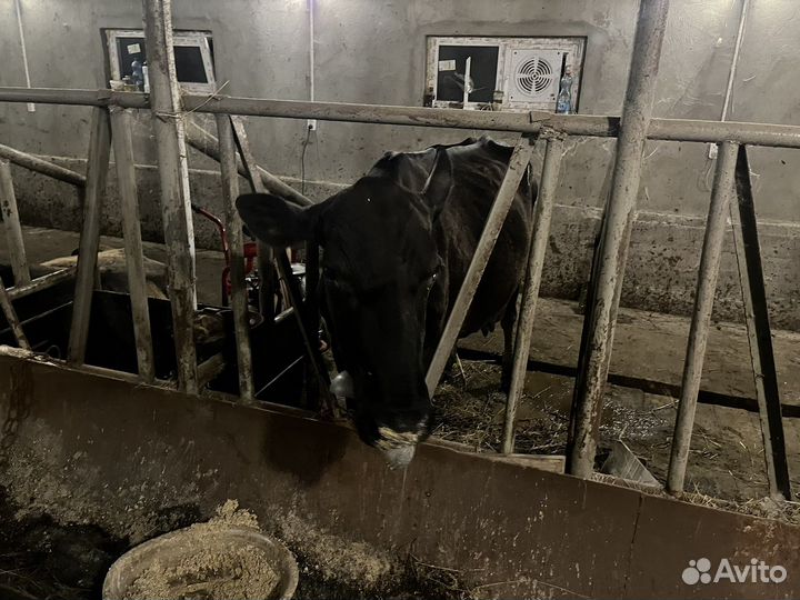 Продажа дойных коров