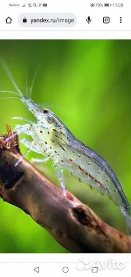 Гуппи, Креветки, корм для рыб и черепах, декор