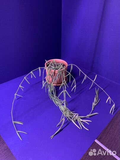 Хойя линеарис. Взрослое растение