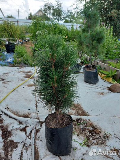 Pinus nigra Obelisk 60-65см