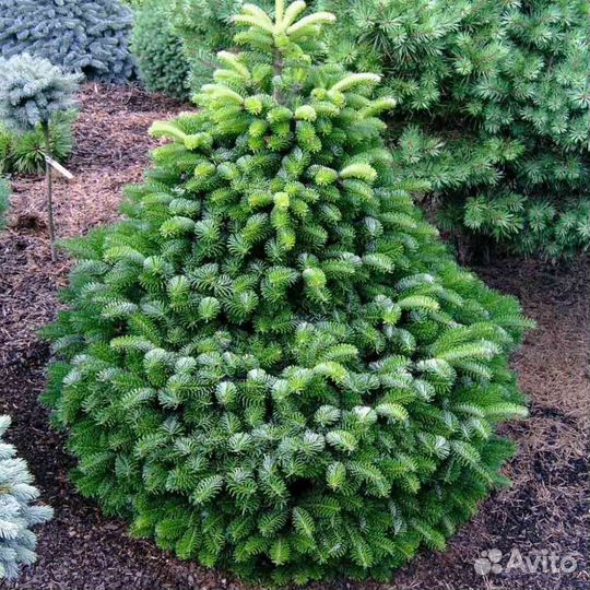 Пихта Нордмана