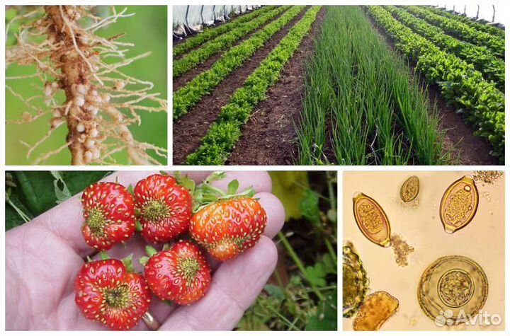 Нематоцыд препарат 